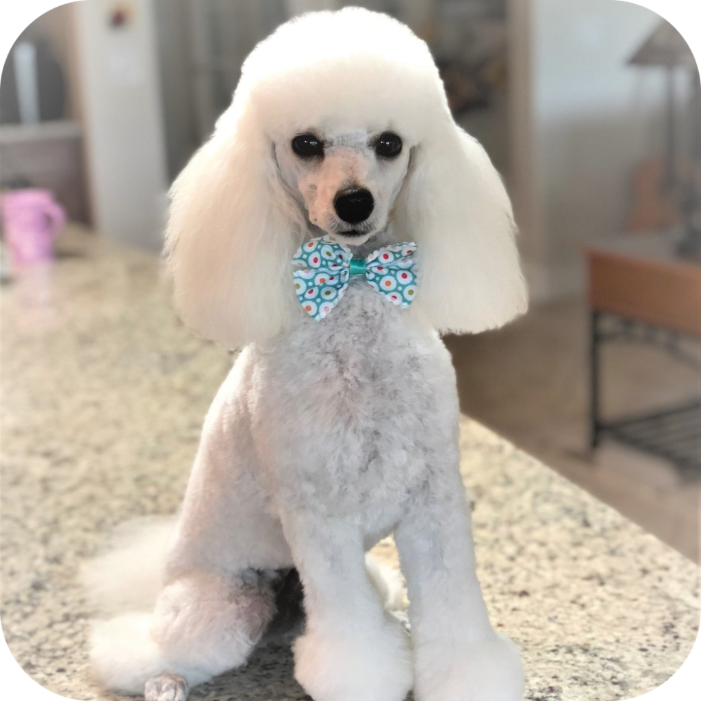 Стрижка пуделя с помпонами на лапах