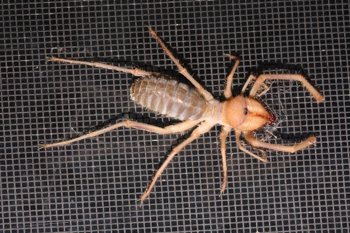 Музообаш паук