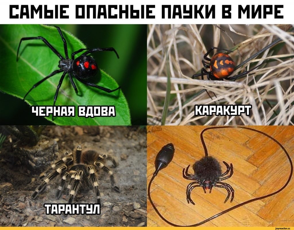Прикол «паук»