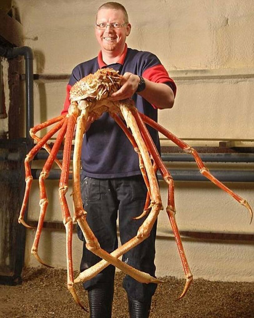 Японский глубоководный краб паук