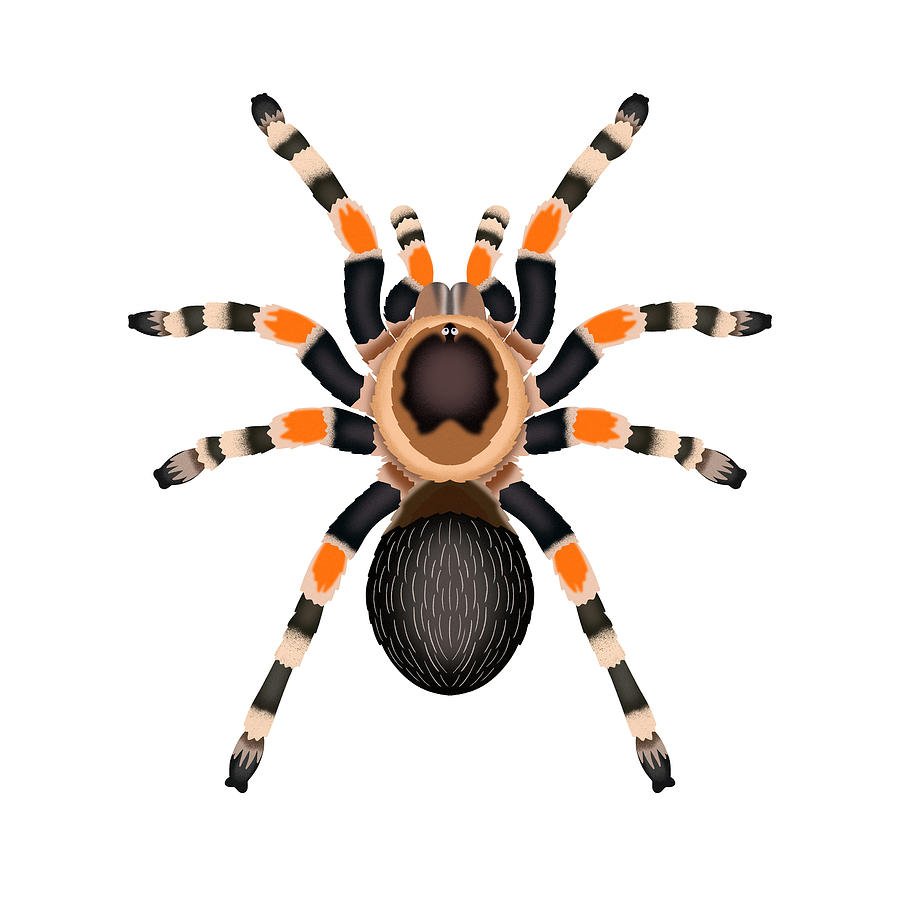 Паук птицеед австралийский