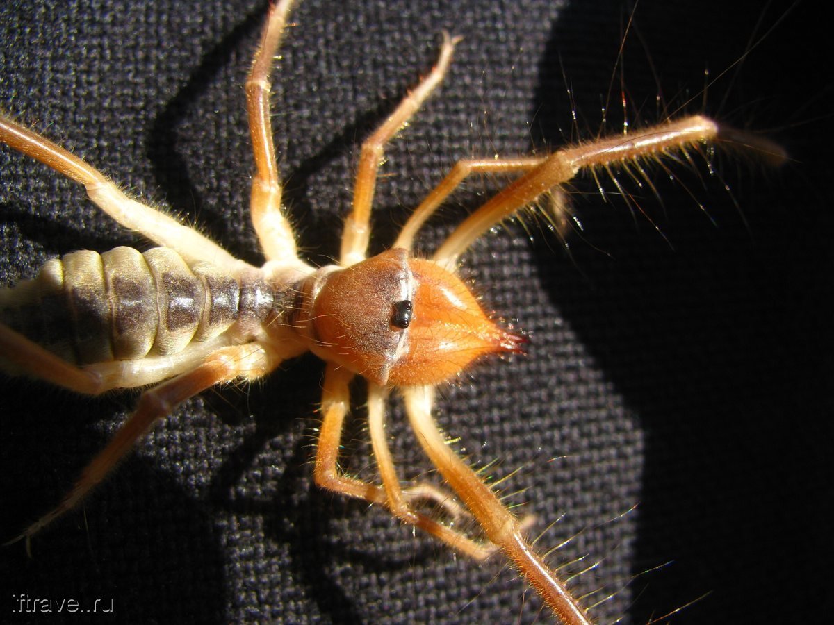 Сольпуга Крымская