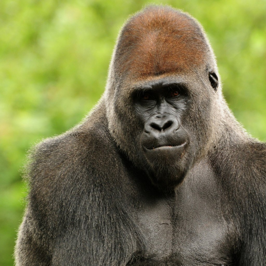 Забавные обезьяны