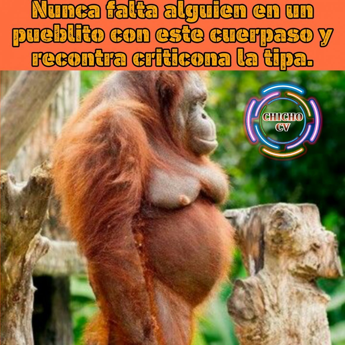 Беременная обезьяна