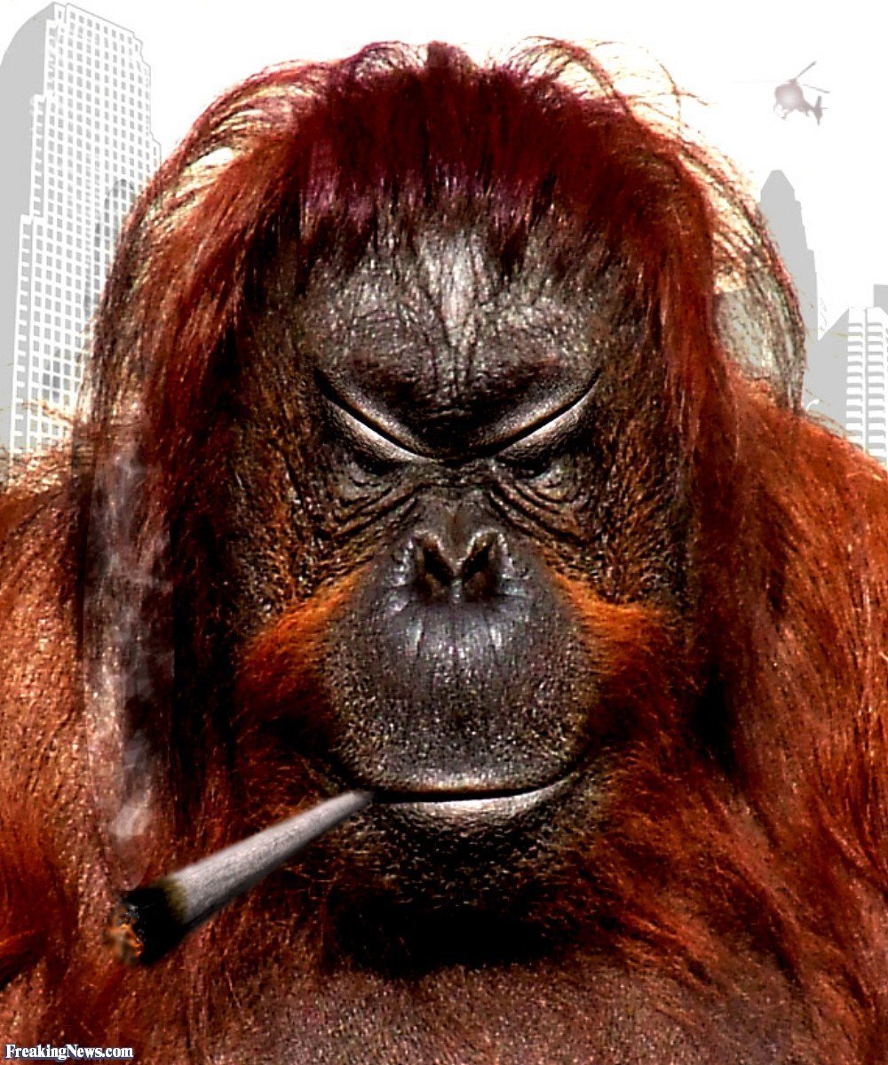 Самая страшная обезьяна