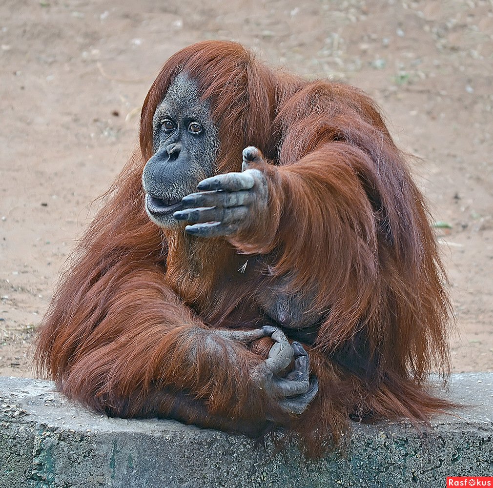 Лапы орангутана