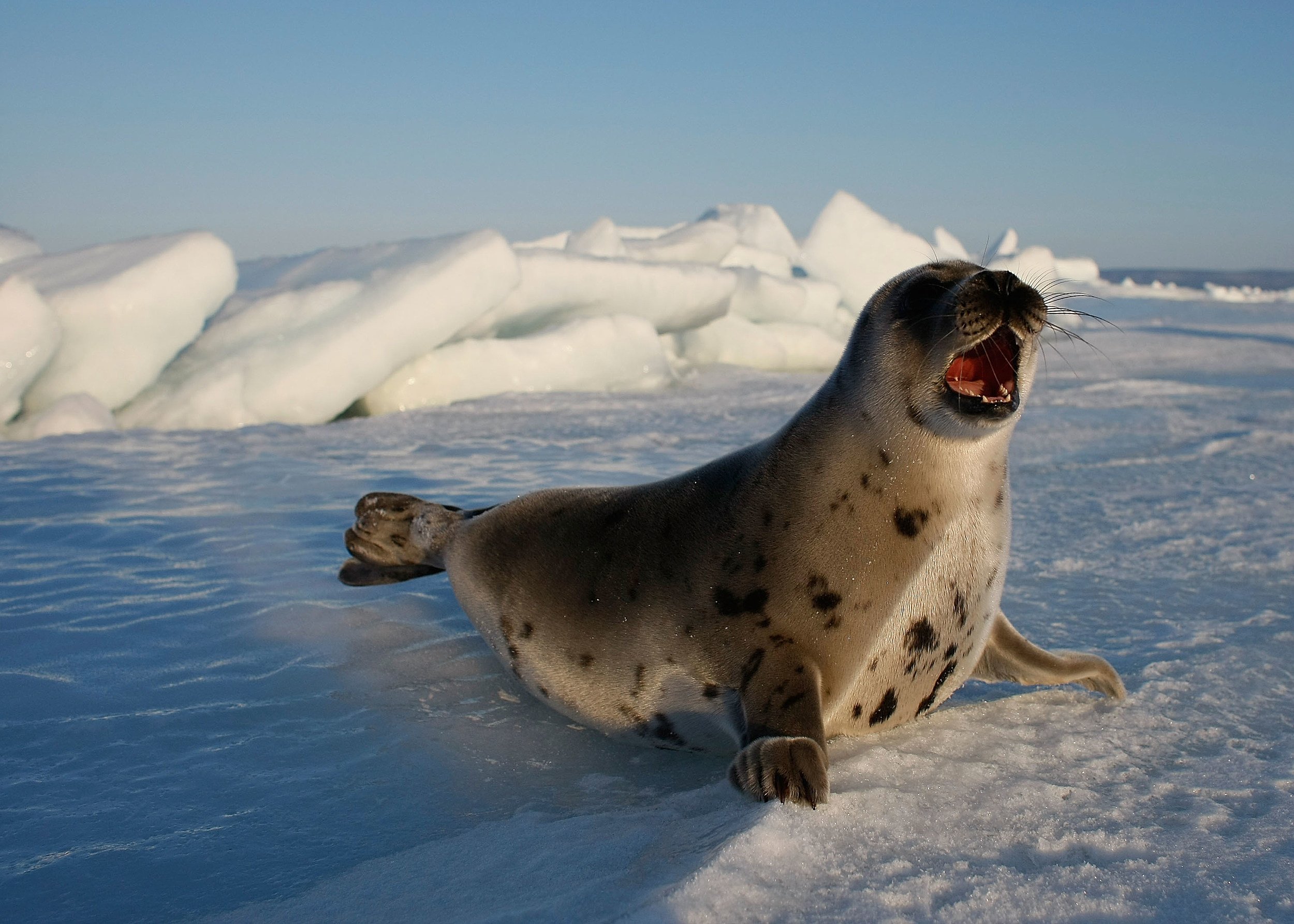 Тюлень в тундре. Арктическая кольчатая Нерпа. Нерпа Баренцева моря. Ластоногие Гренландский тюлень. Гренландский тюлень Нерпа.