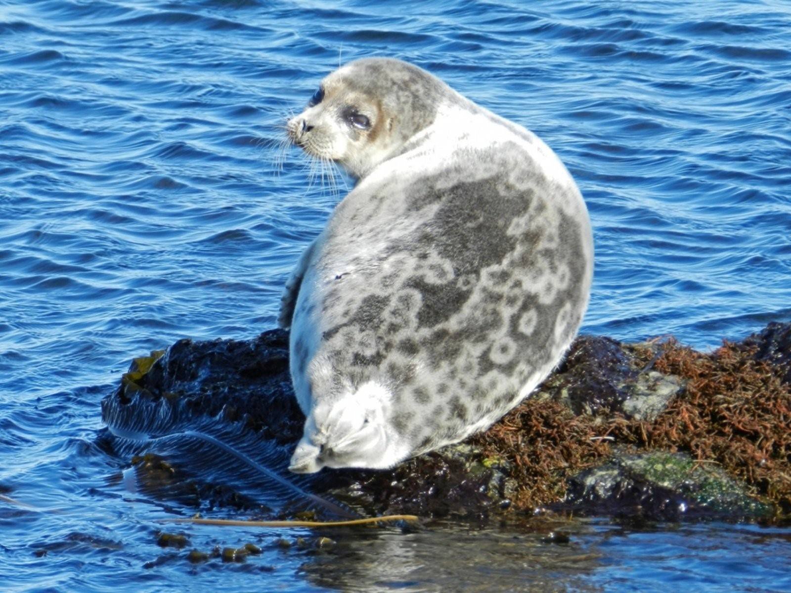 Тюлень в природе. Нерпа Охотское море. Онежская Нерпа. Нерпа Итуруп. Шантарские острова тюлени.