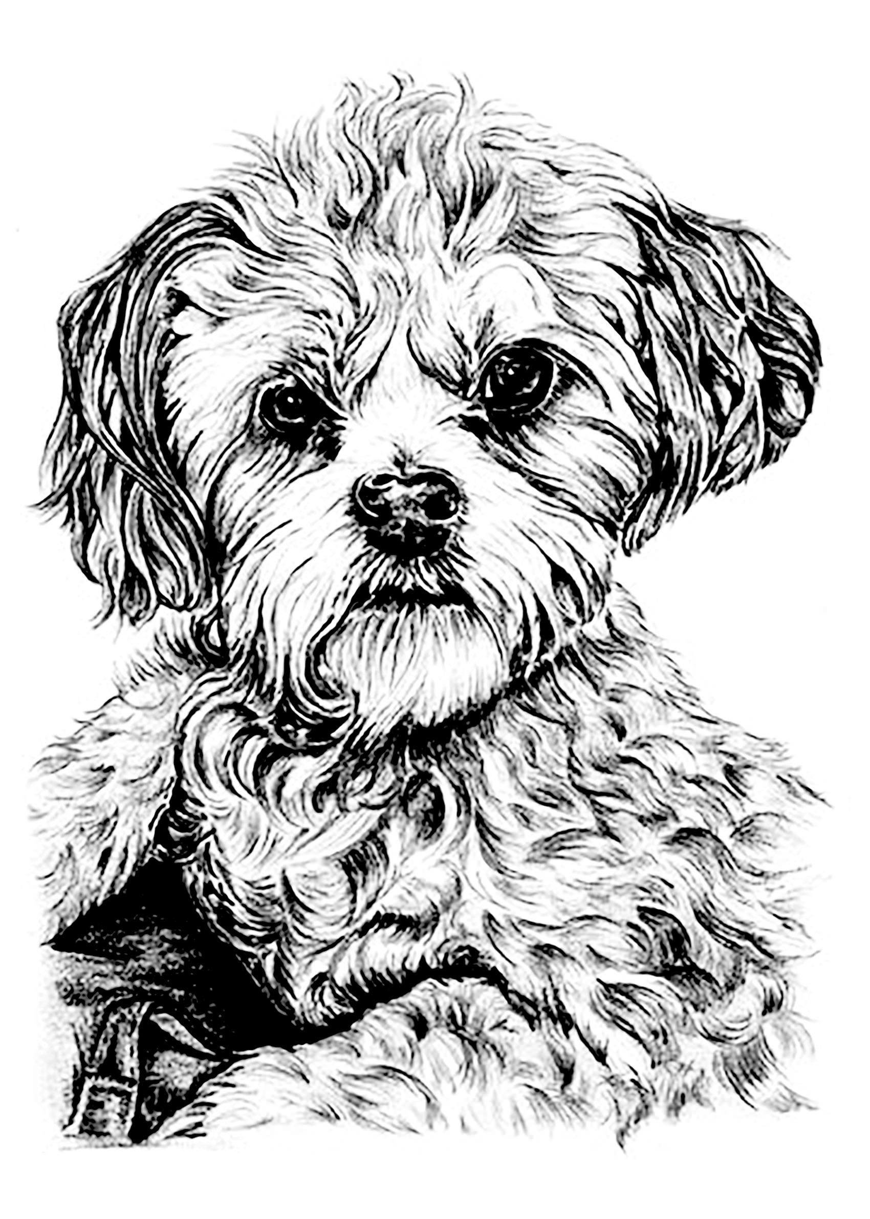 Рисунок собаки графика. Бишон Йоркширский терьер. Болонка ши тцу. Мальтийская болонка портрет. Собака рисунок.