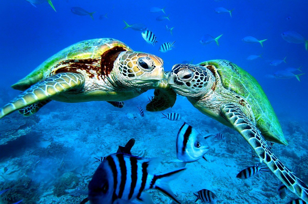 Морская черепаха