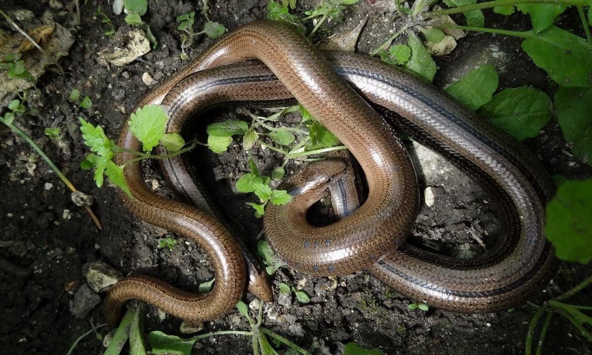 Полоз змея Краснодарский край