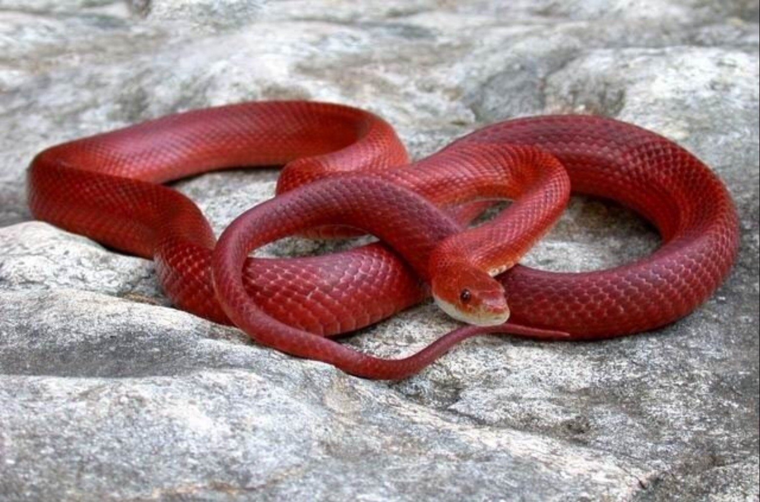 Красная змейка