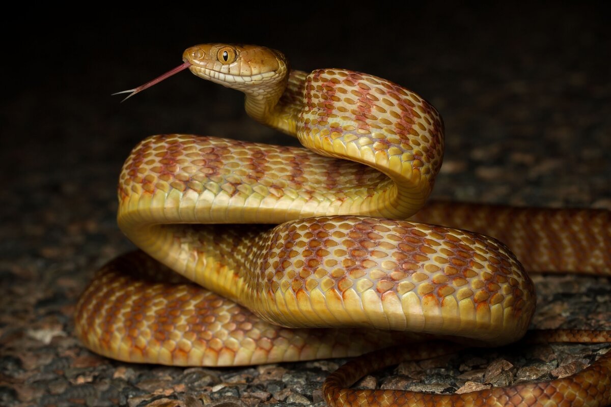 Животные змеи