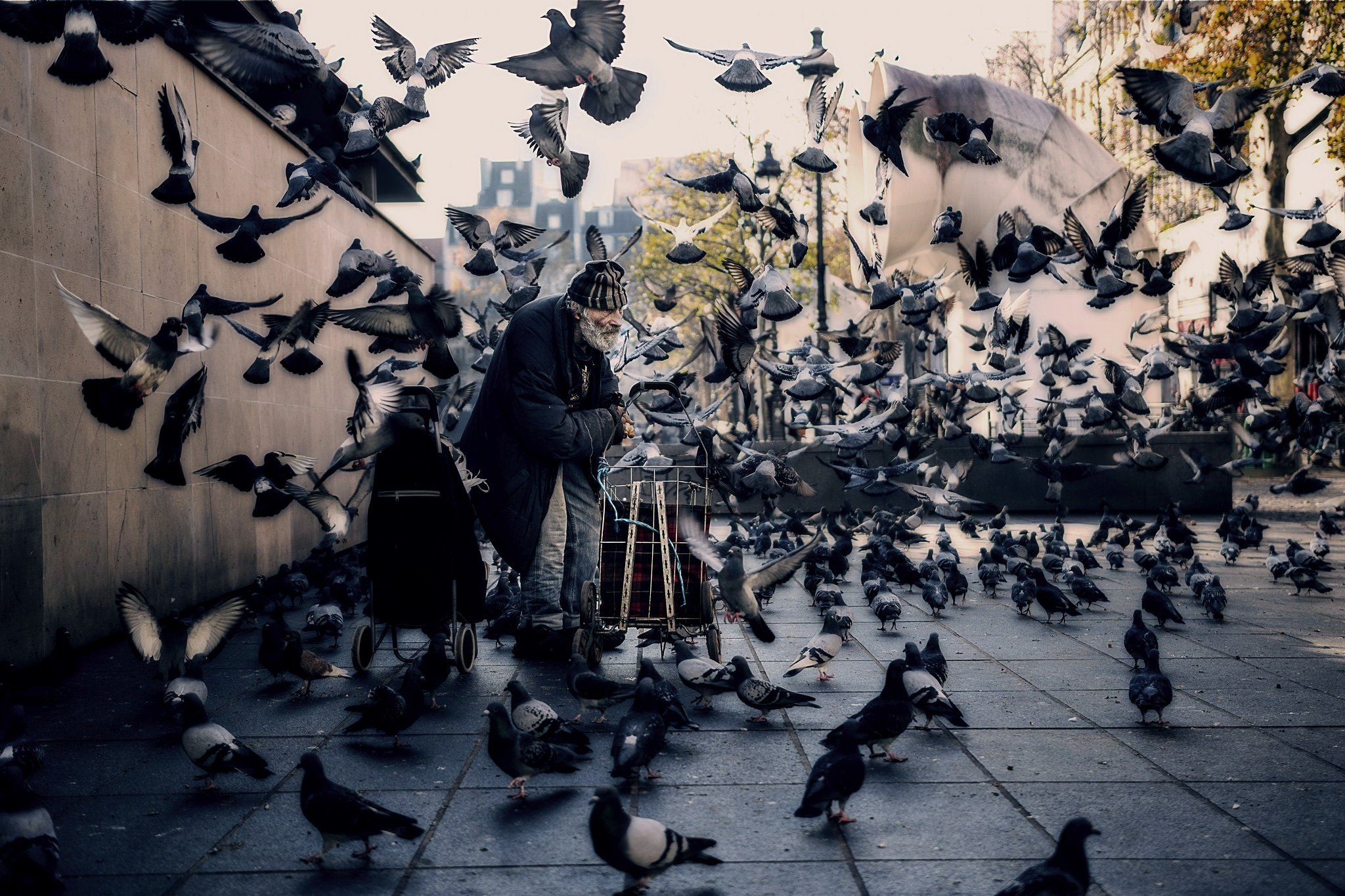Куча птиц. Много птиц. Птицы в городе. Птицы на улице. Стая птиц в городе.