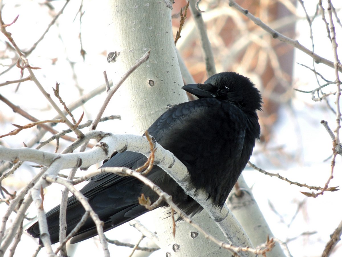 Черная птица в городе