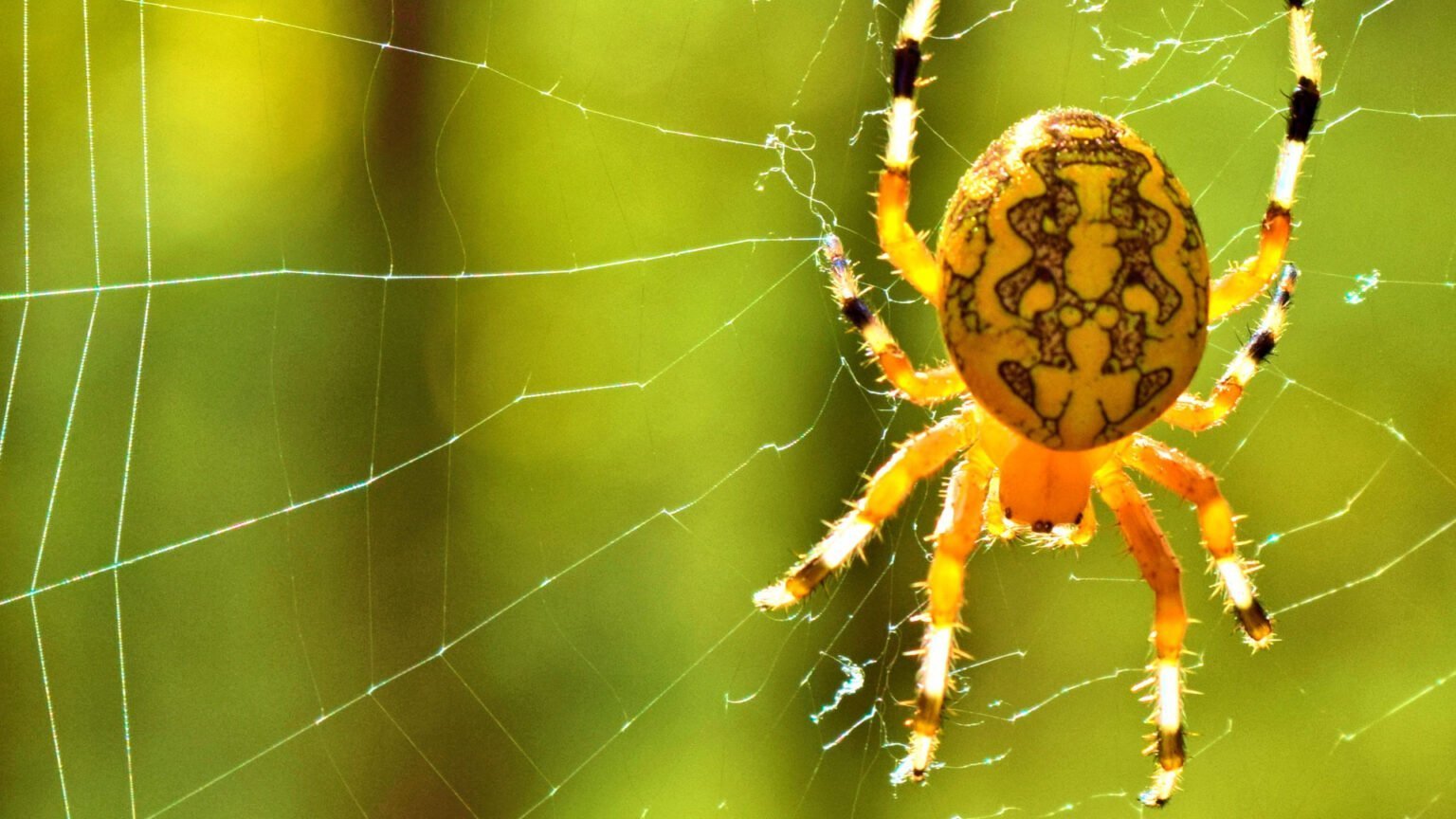 Ядовитые пауки России: их фото и названия с описанием