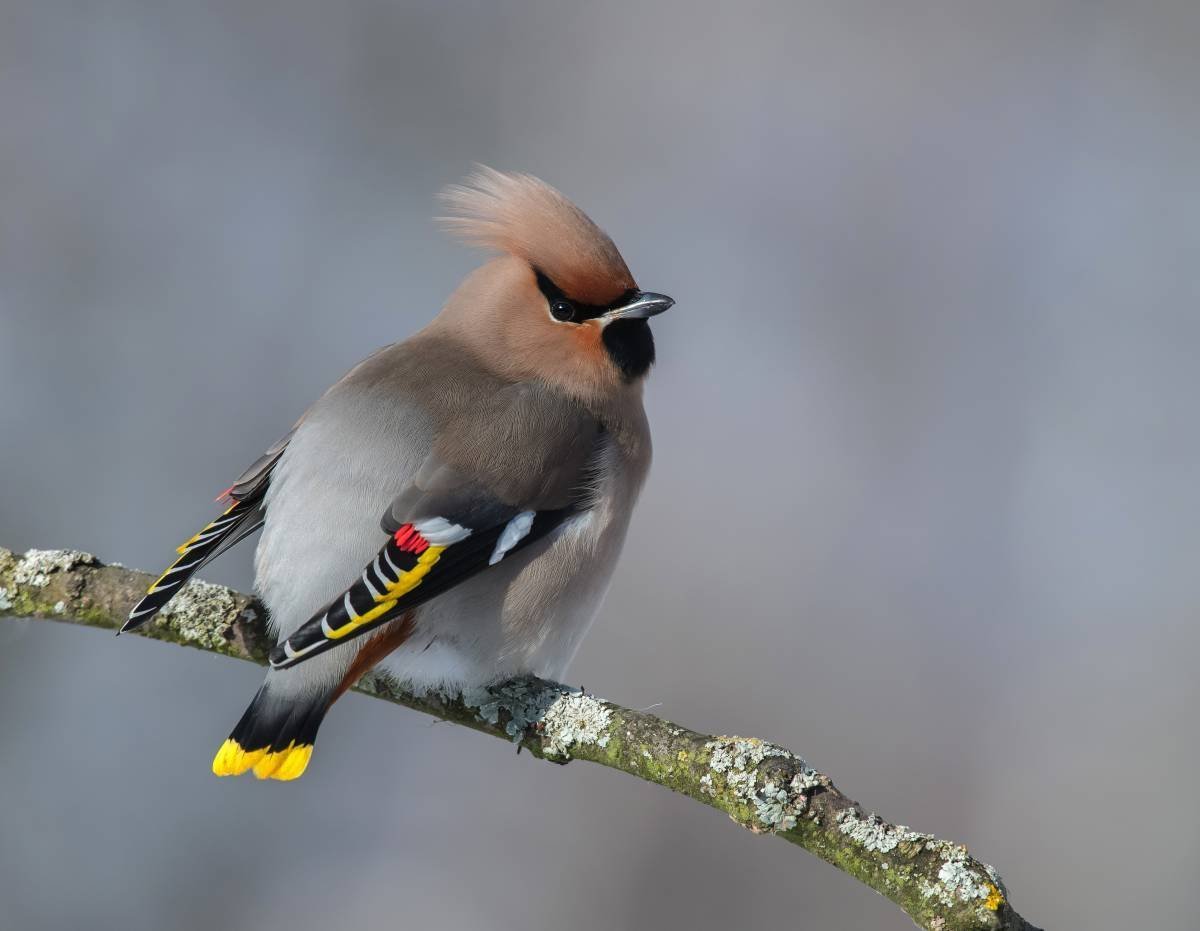 Хохлатая свиристель