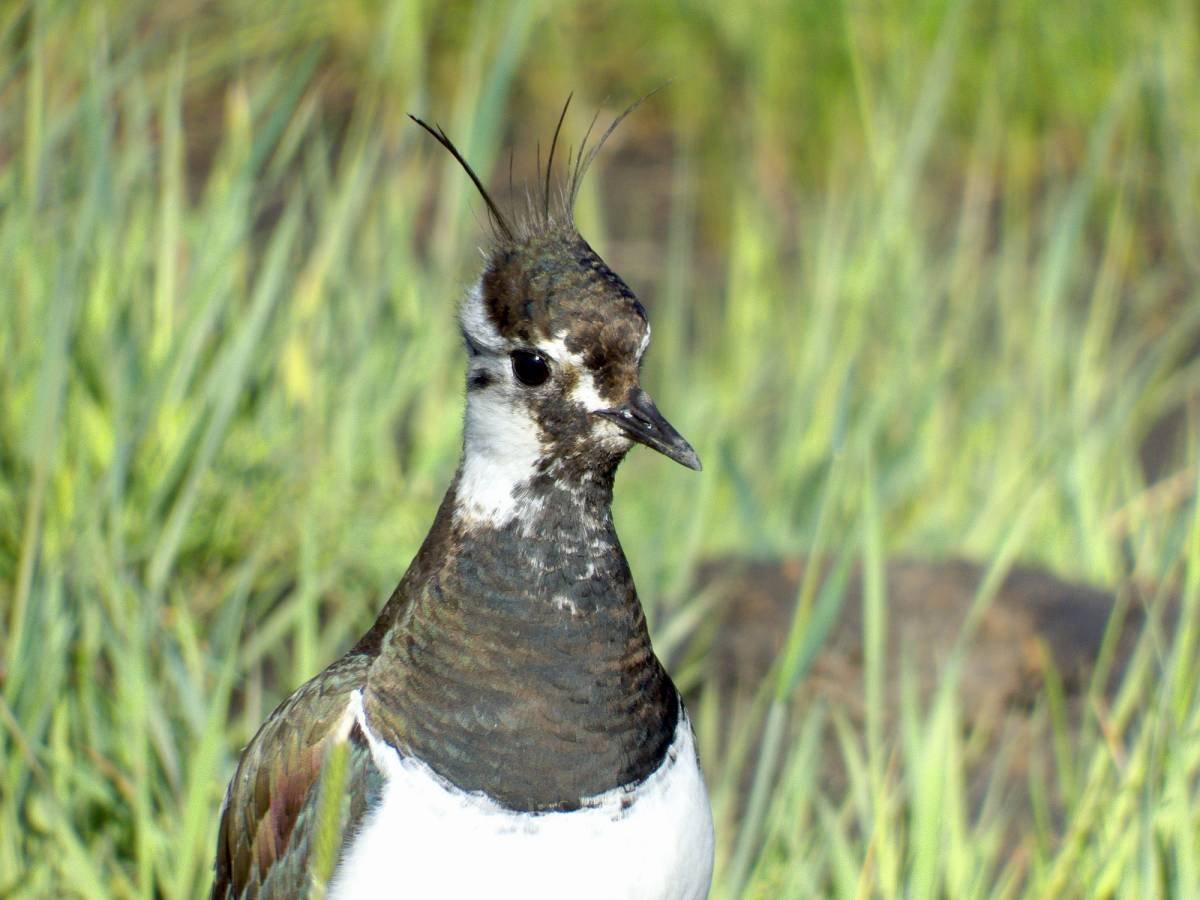 Чибис Vanellus Vanellus