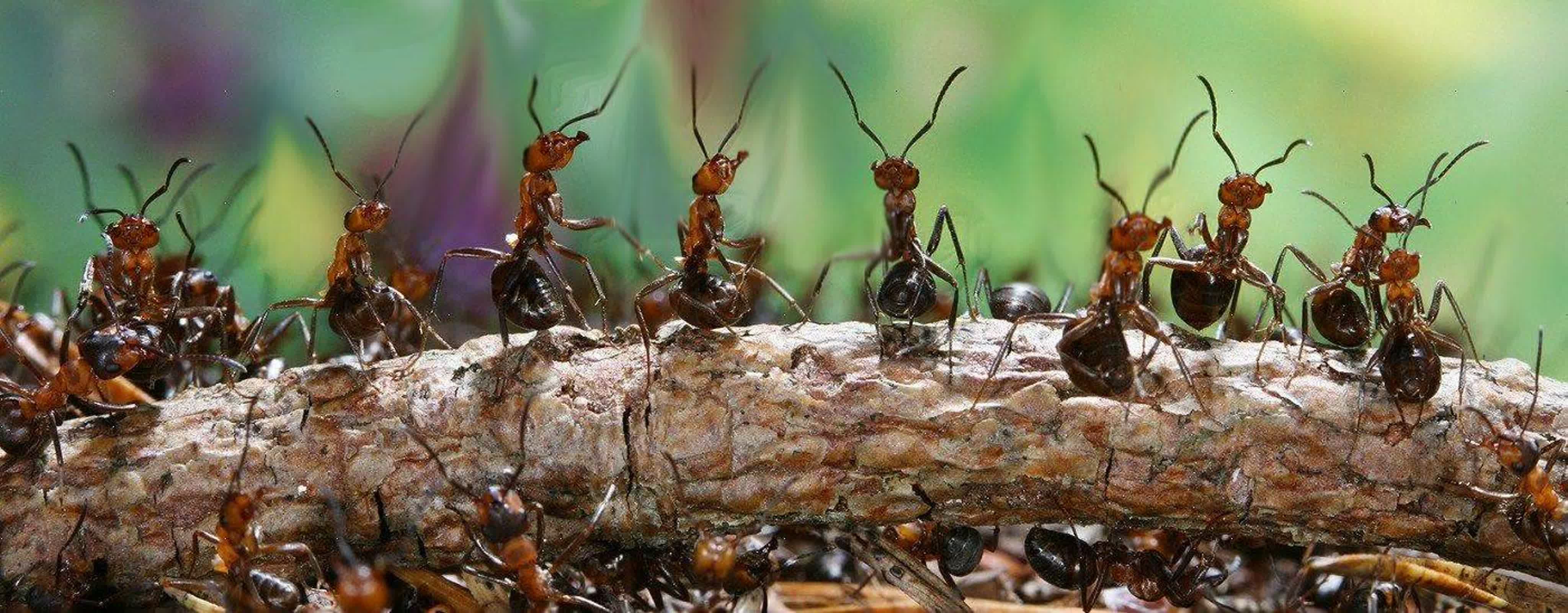 Несмотря на муравьиную склонность. Лесные муравьи Муравейник. Муравьи колония Муравейник. Рыжий Лесной муравей Муравейник. Колония муравьев.