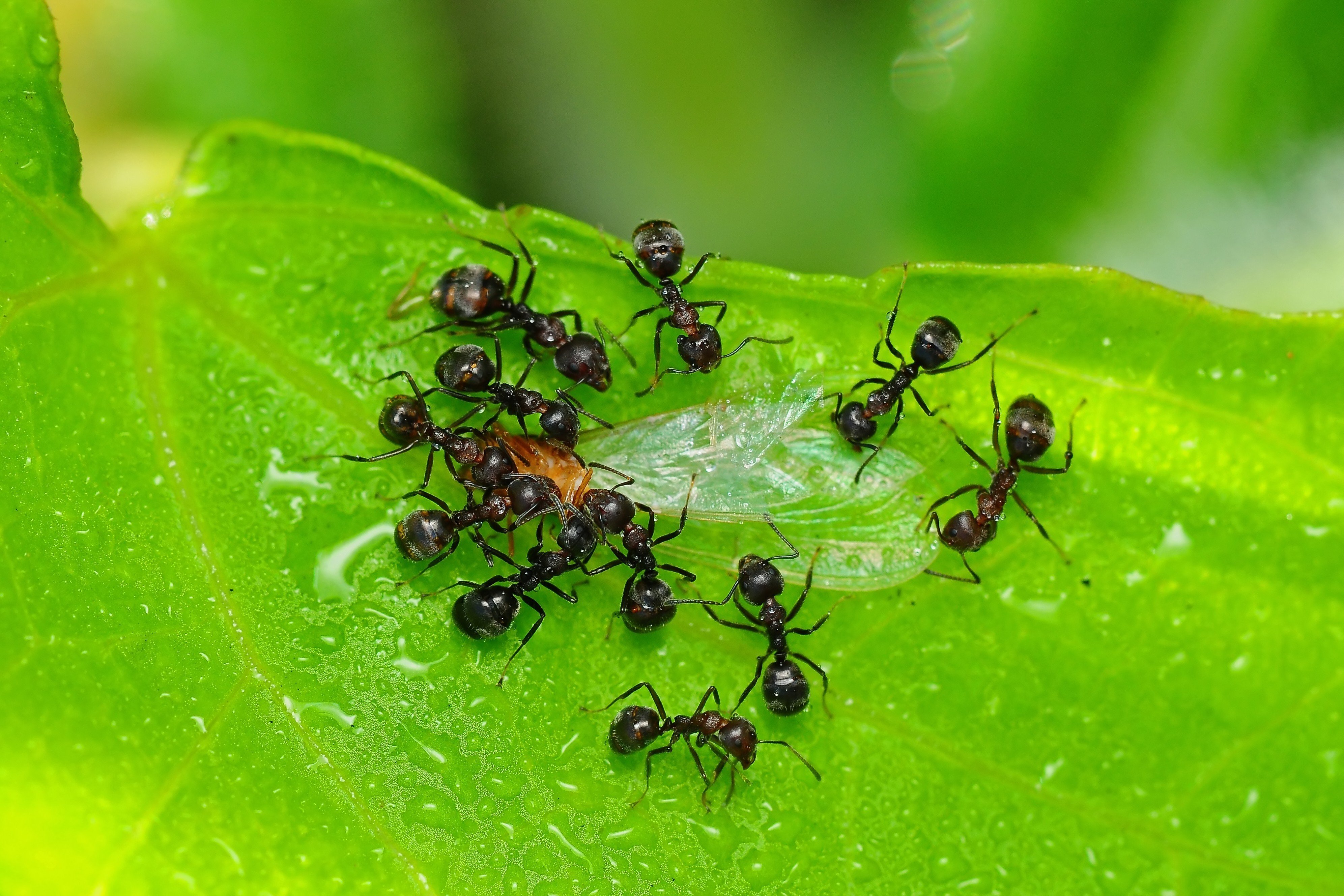 Черный муравей. Здоровый чёрный муравей. Черный муравей стоя. Черные муравьи на фруктах. Черные муравьи могут плавать.