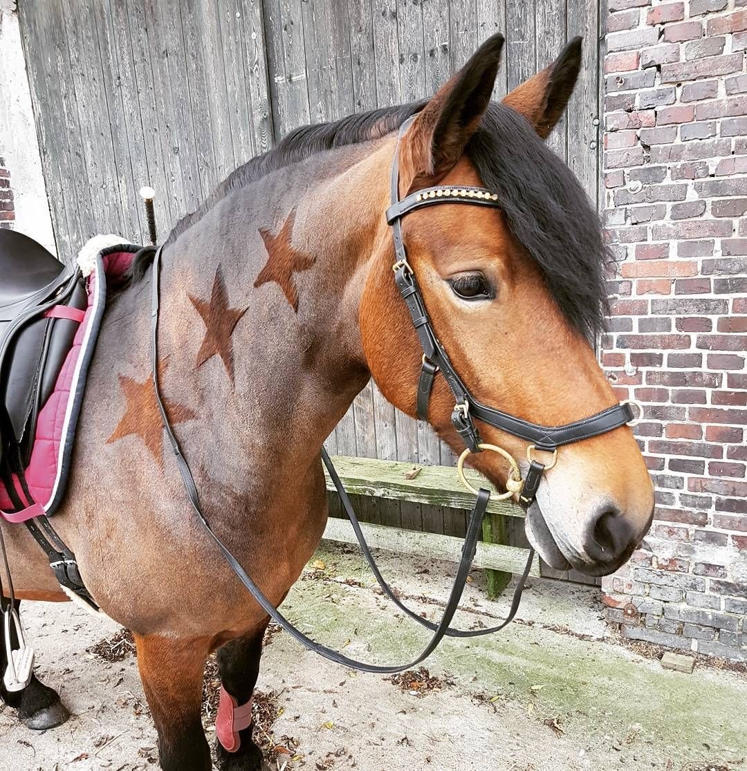 Стрижка лошадей