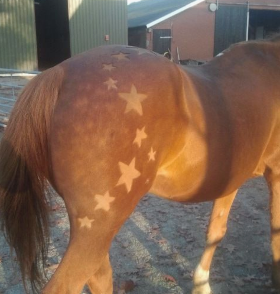 Бритье лошади