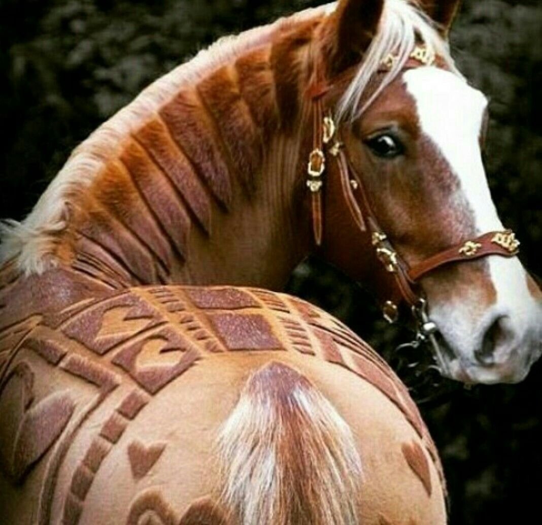 Ирландская стрижка лошади