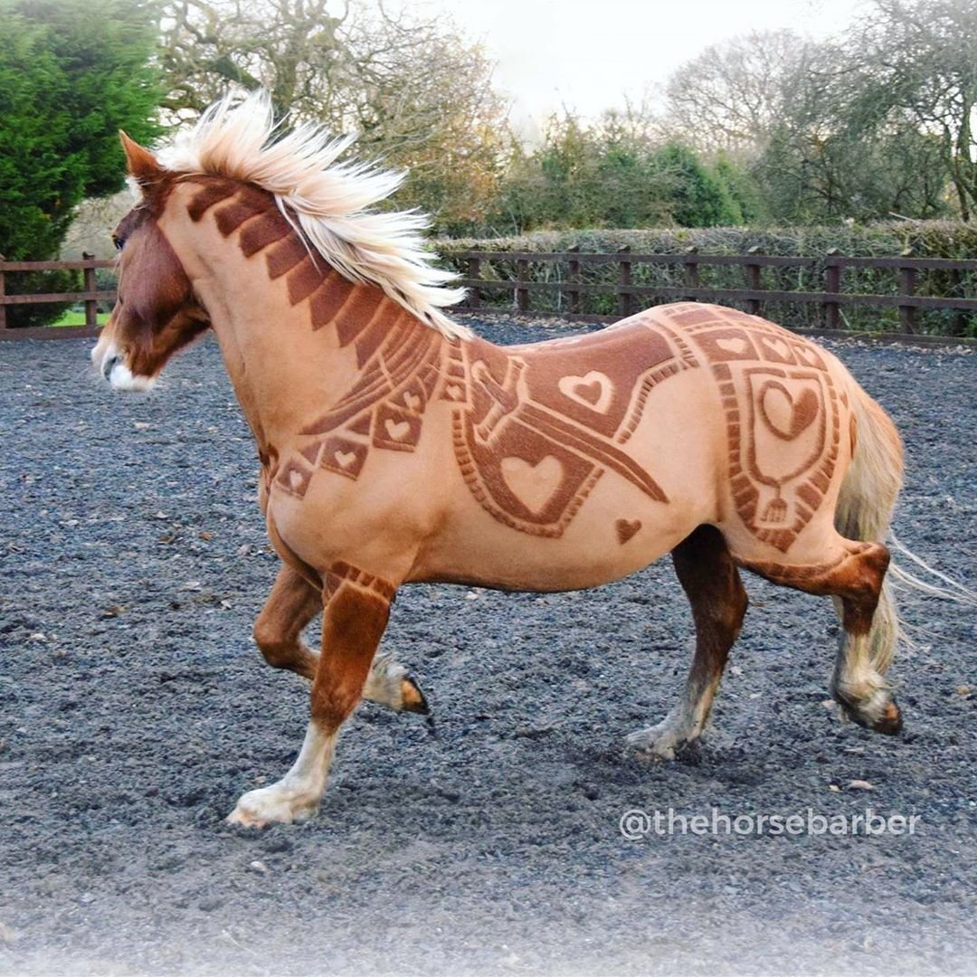 Стрижка лошадей