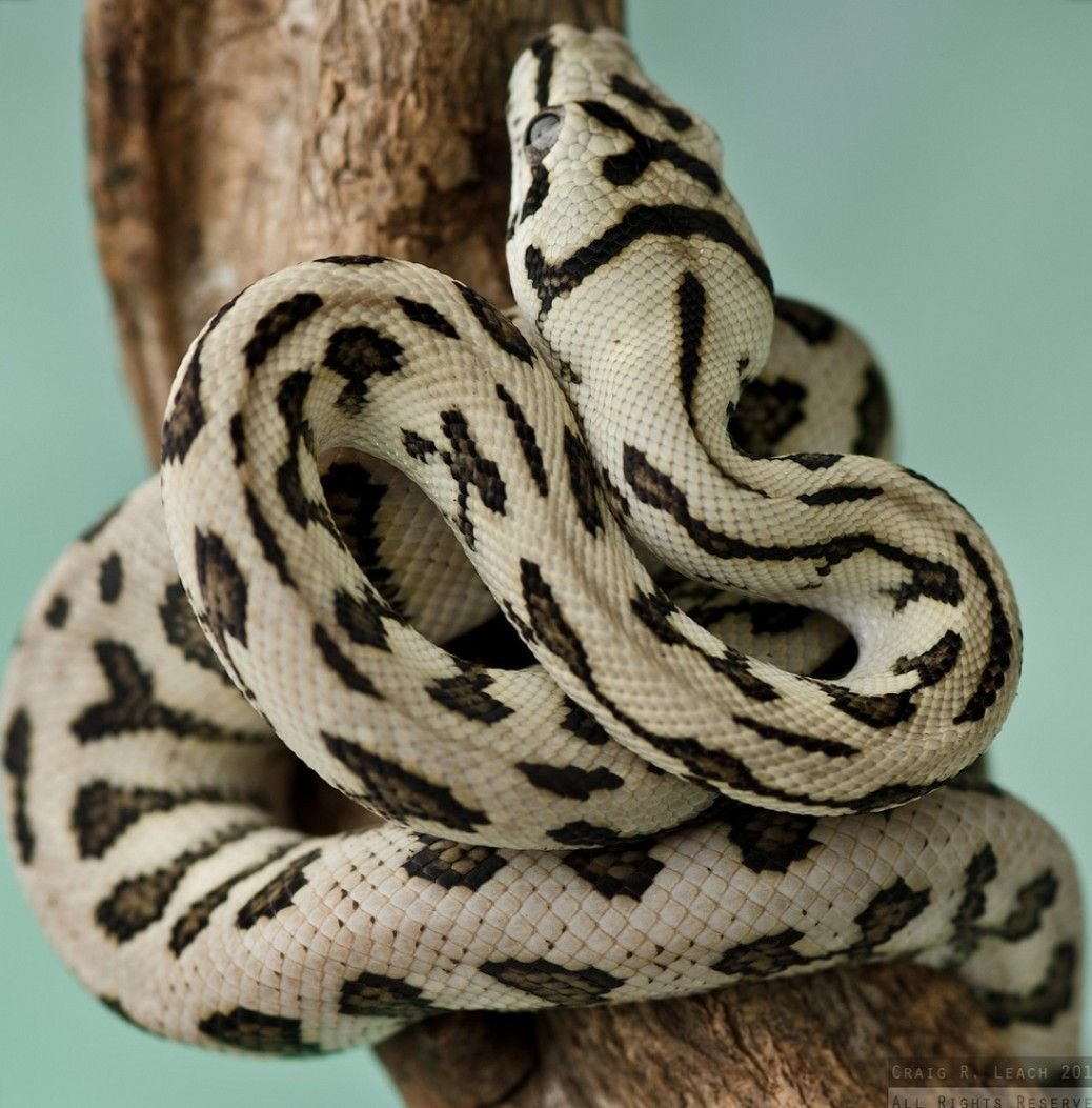 Ковровый питон аксантик