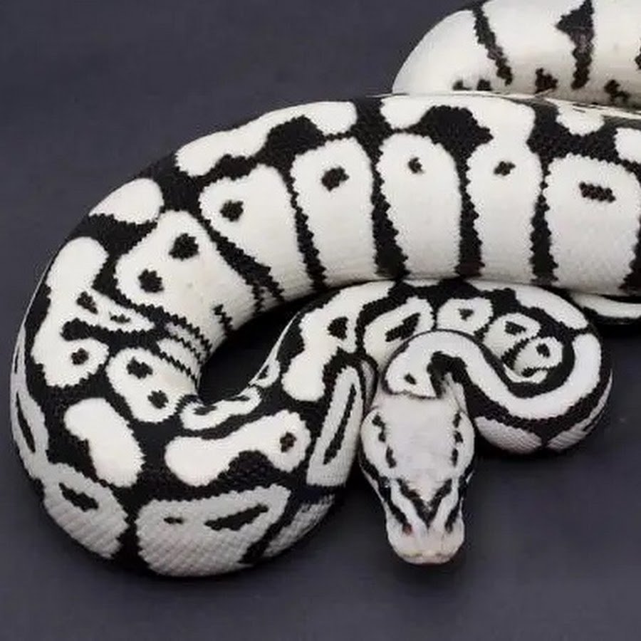 Королевский питон черный МОРФА