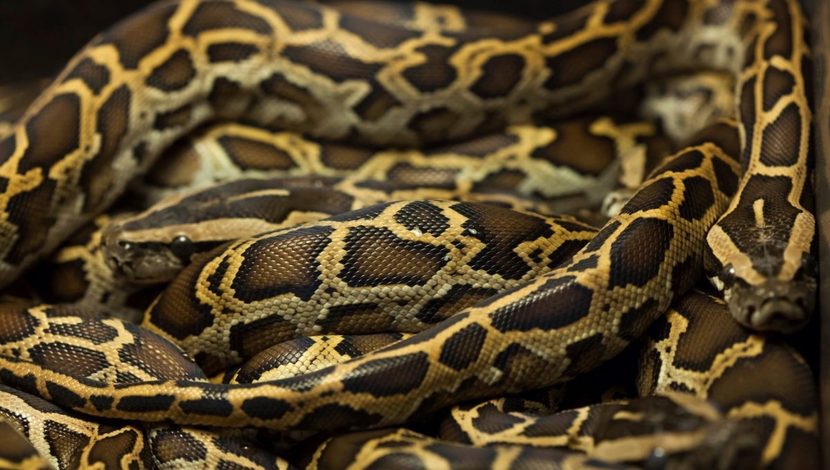 Бирманский питон