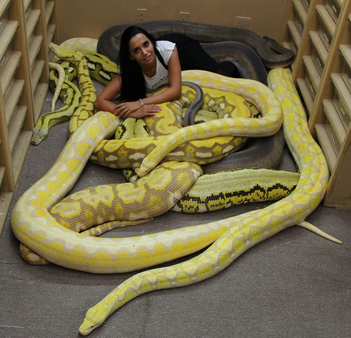 Желтый питон фото
