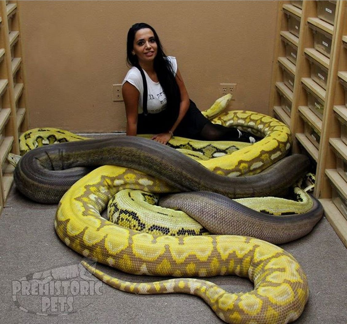 Сетчатый питон - 12,2 м