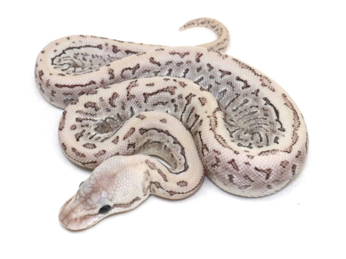 Королевский питон super Black Pastel