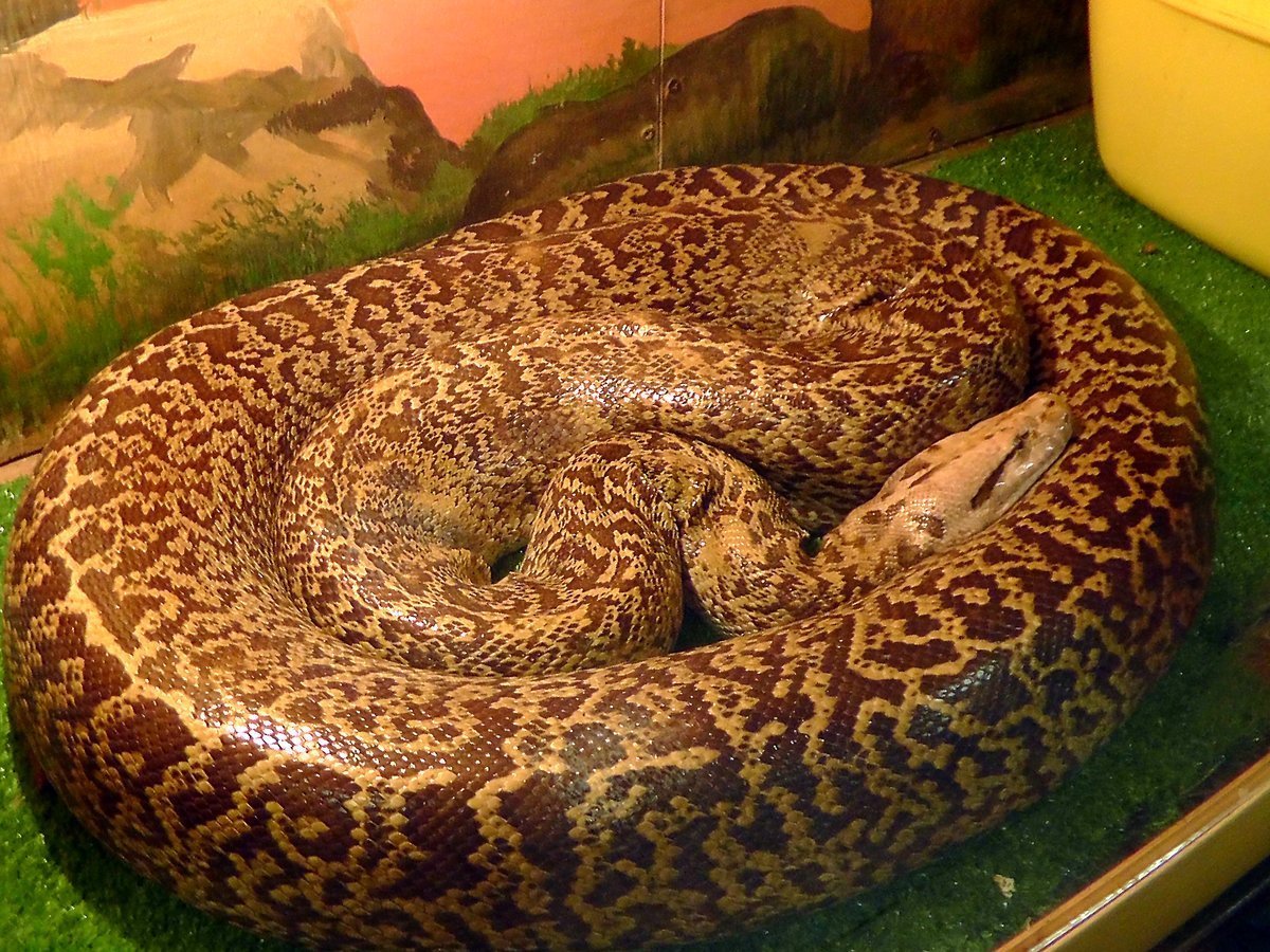 Тигровый питон