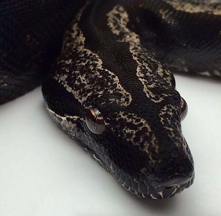 Черный удав