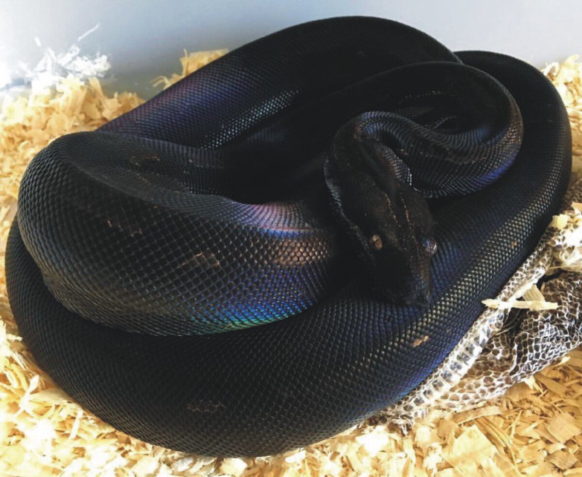 Южный белогубый питон