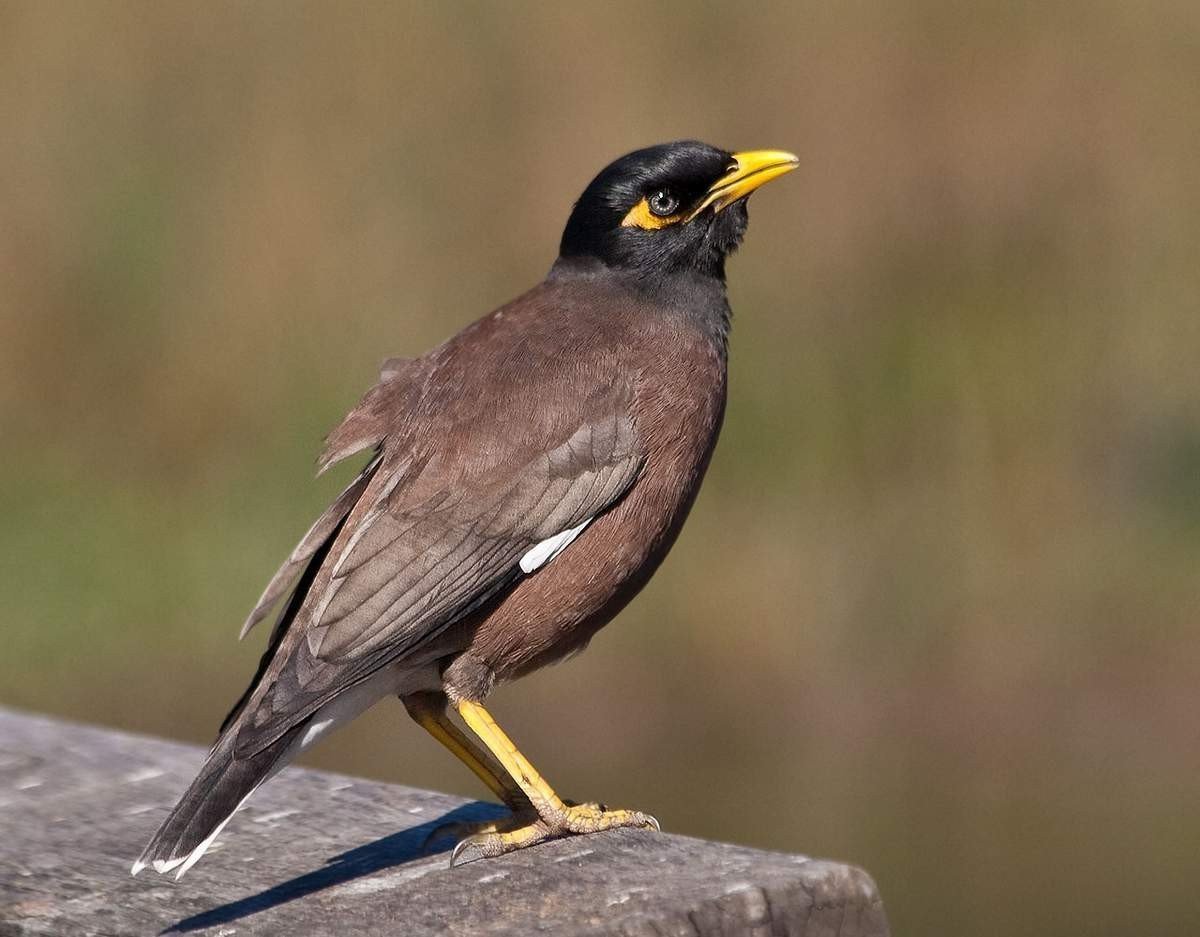Майна обыкновенная (common Myna).