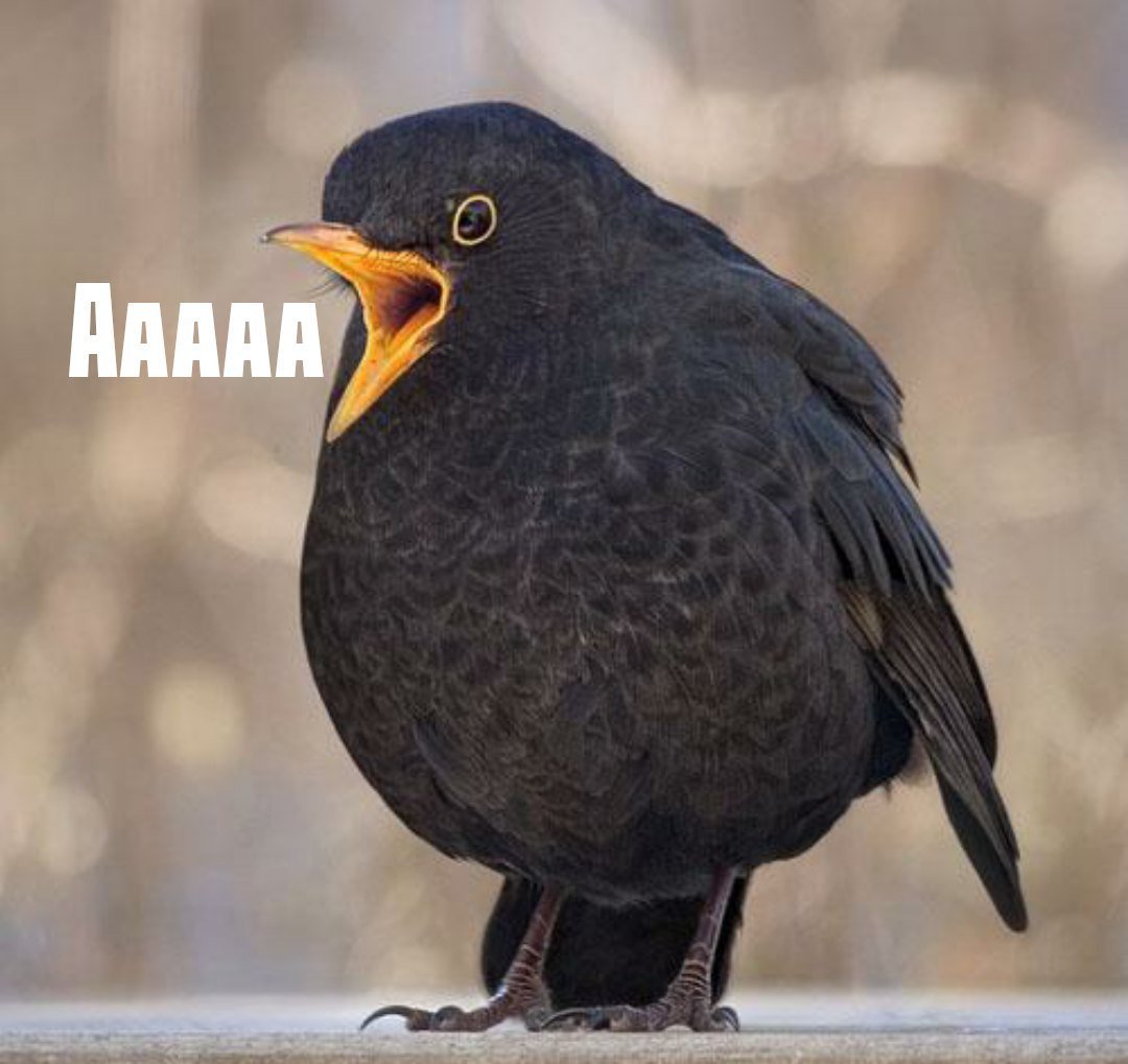 Черная птичка с желтым клювом в Ленинградской области