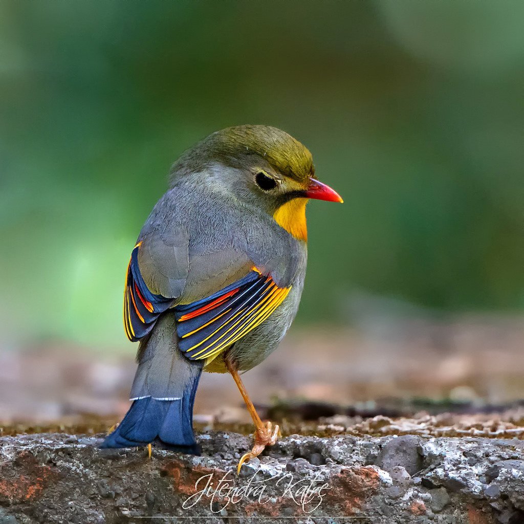 Red-billed Leiothrix