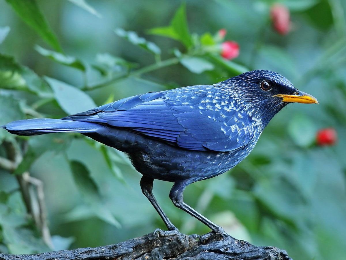 Синяя птица лиловый Дрозд
