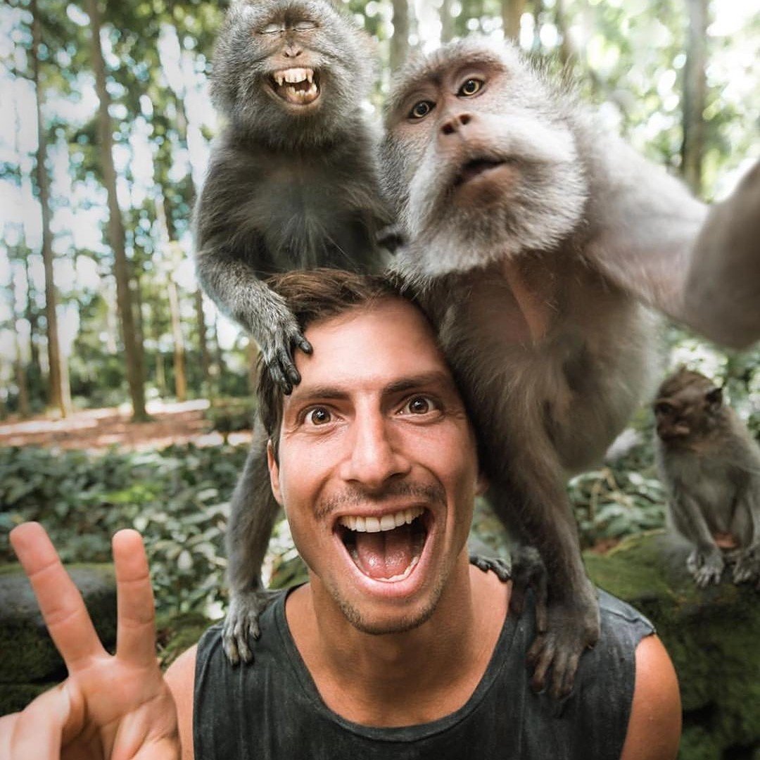 Сумасшедшие обезьяны