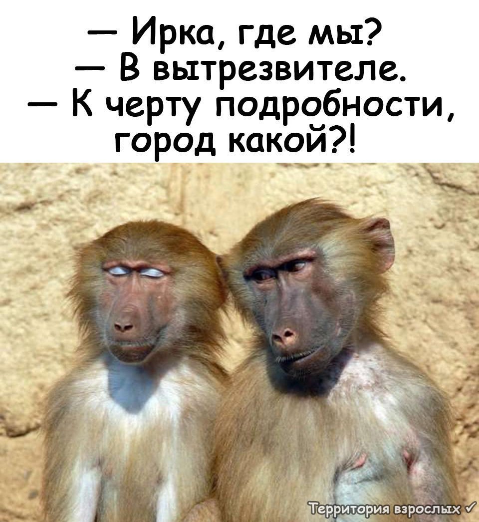 Смешные шутки про обезьян