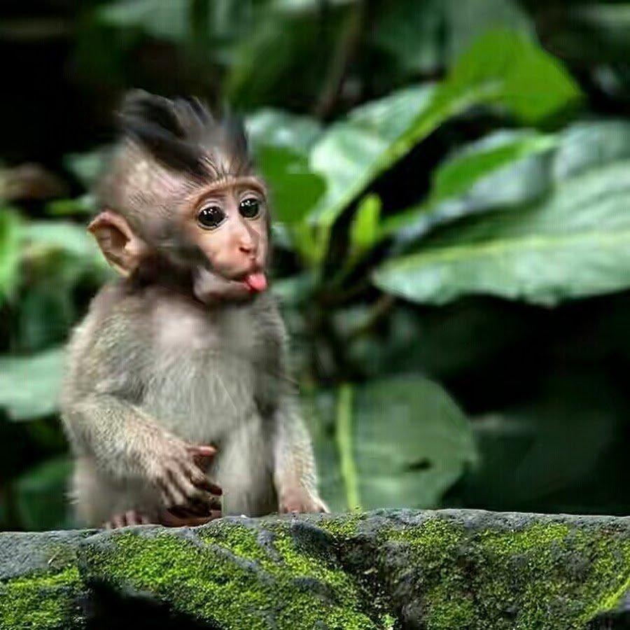 Милая обезьянка