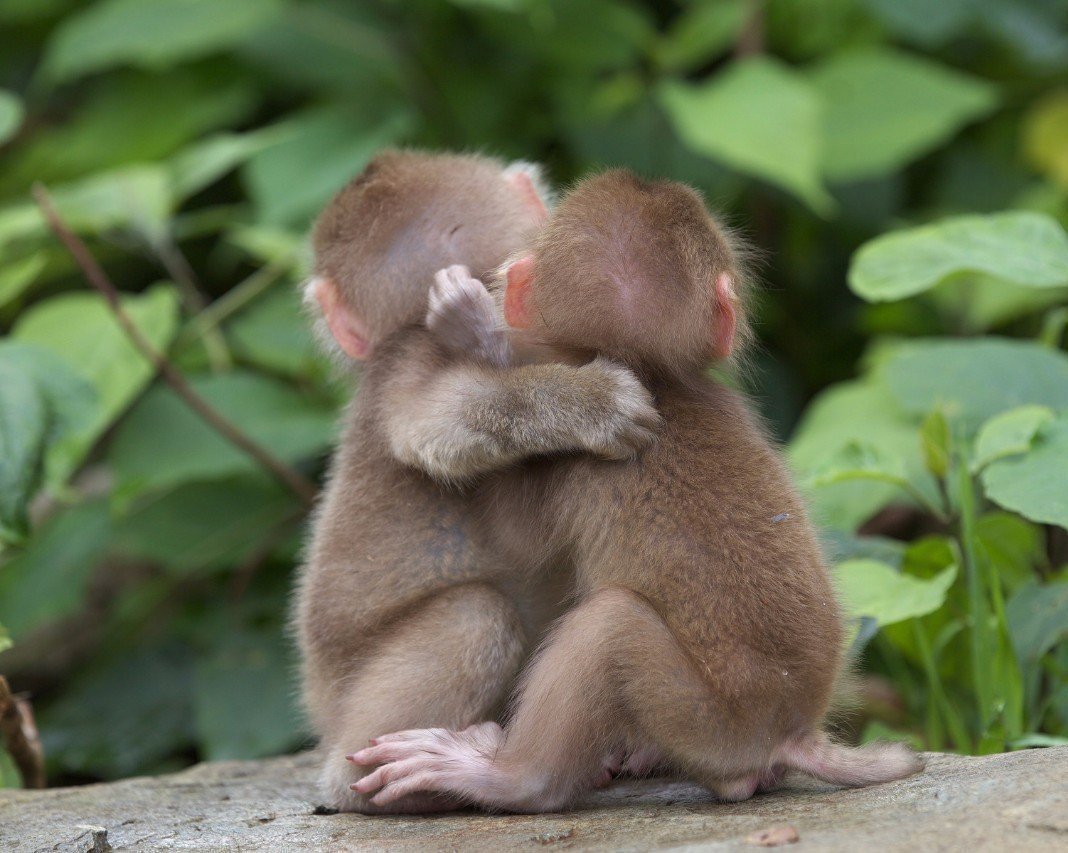 Обезьянки обнимаются