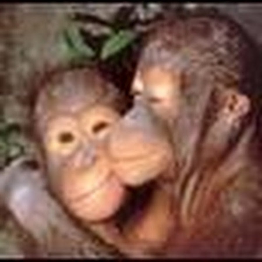 Обезьянки обнимаются