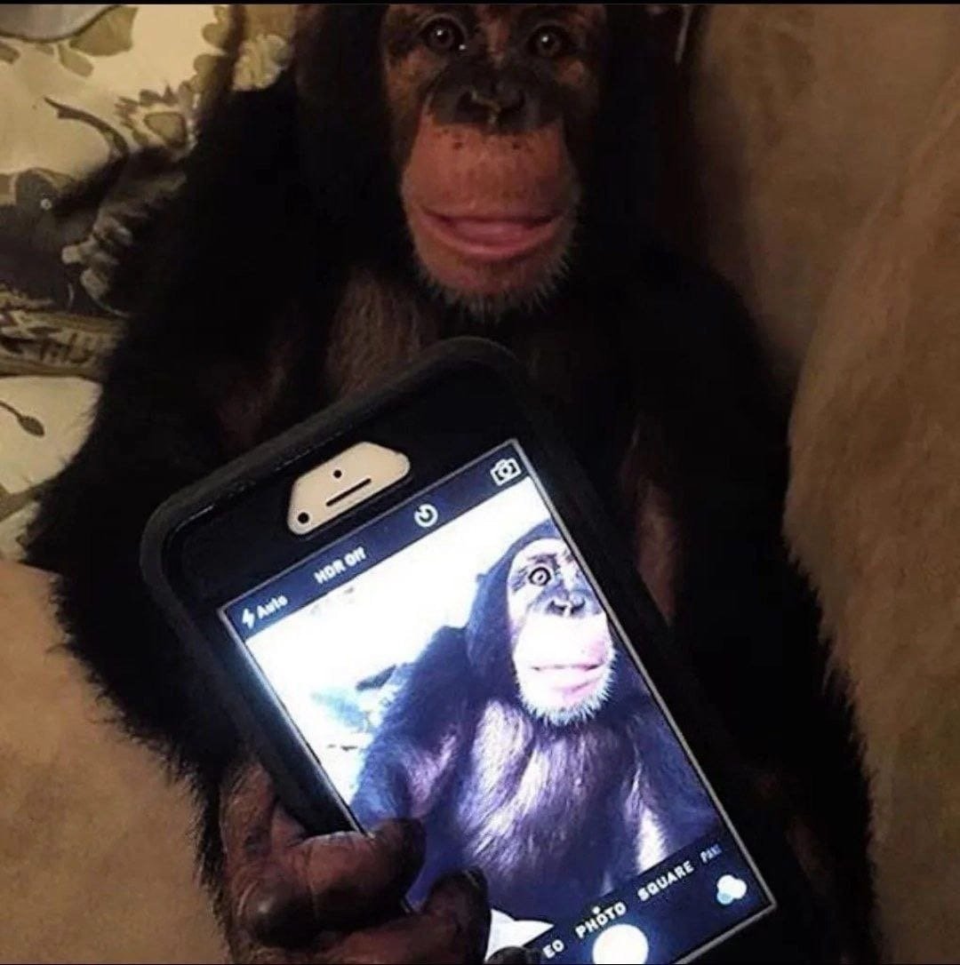 Обезьяна в инстаграмме