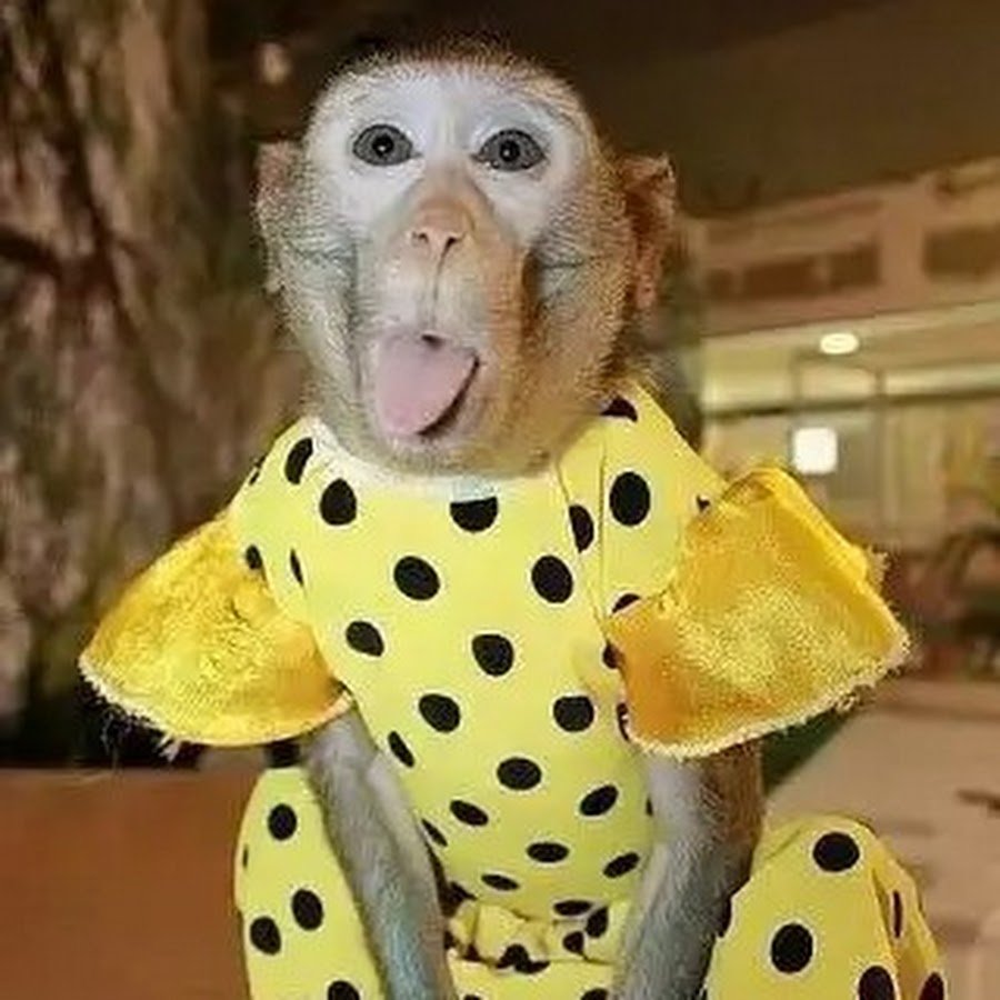 Обезьяны в нарядах