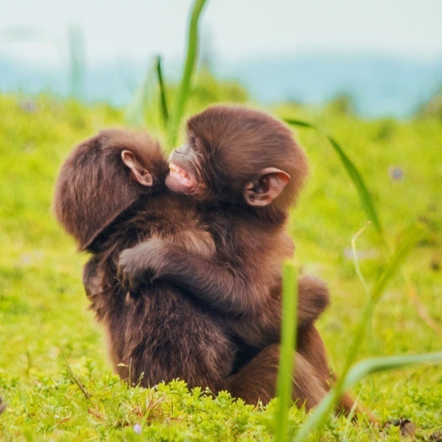 Обезьяны обнимаются