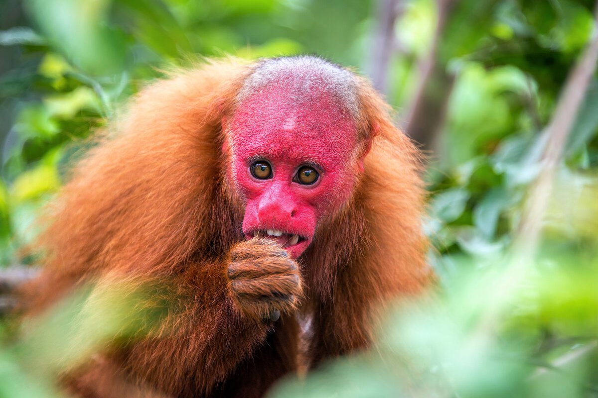Уакари обезьяна Южной Америки